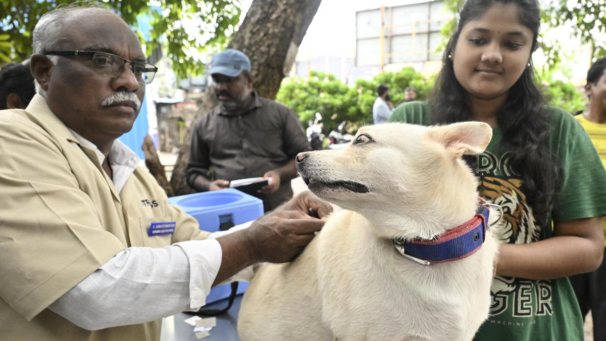 492 street and pet dogs vaccinated against rabies in Vijayawada